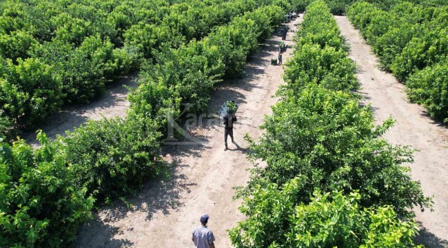 520 bin ton rekolte bekleniyor, bahçede 6 liradan satılıyor