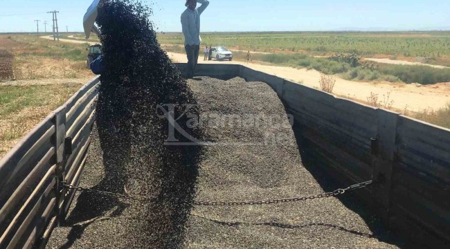 640 bin dekarlık alanda hasat başladı, fiyatların yükselmesini bekliyorlar