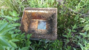 Bölgedeki yaylalarda son 20 yılın en düşük verimli hasadı yapıldı