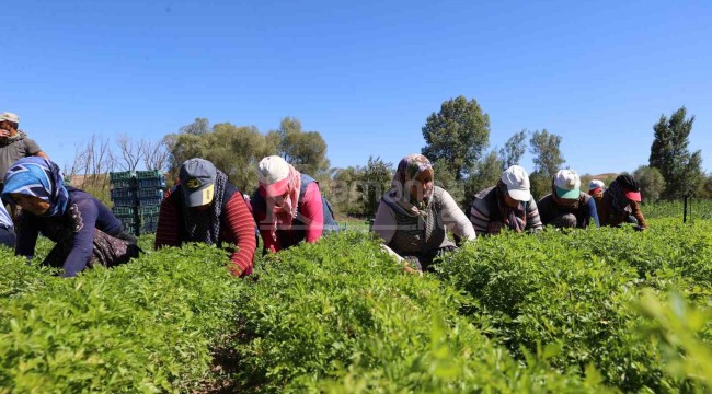 Bozkırı ektiği sebzelerle yeşertti