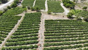 Bu sene tadı kaçtı, kilogramı 60 liradan satılıyor