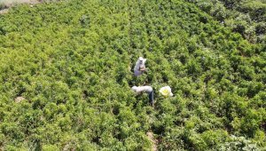 Bu yıl altın yılını yaşıyor, kilogramı 20 liradan satılıyor