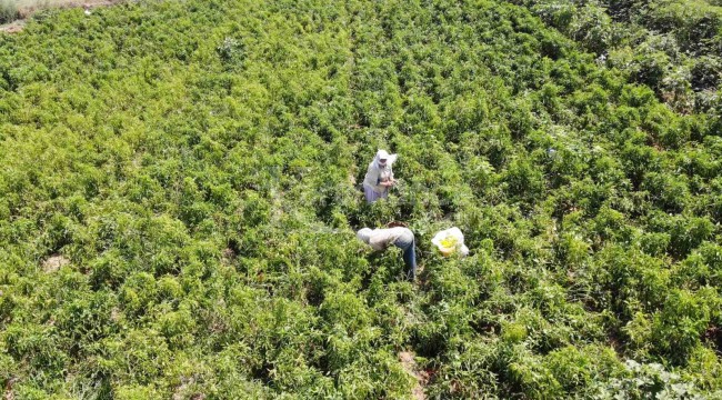 Bu yıl altın yılını yaşıyor, kilogramı 20 liradan satılıyor