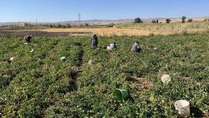 Dönümünden 5 ila 13 ton verim alınıyor, kilosu tarlada 6 lirayı buluyor