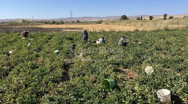 Dönümünden 5 ila 13 ton verim alınıyor, kilosu tarlada 6 lirayı buluyor