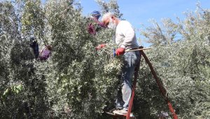 Fiyatı 10 ila 60 lira arasında değişiyor, ilçeden dünyanın her yerine gidiyor