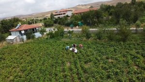 Fiyatı 30 lirayı bulunca üreticisinin yüzünü güldürdü