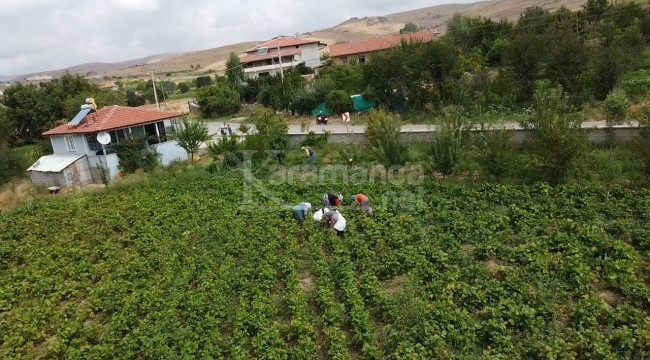 Fiyatı 30 lirayı bulunca üreticisinin yüzünü güldürdü