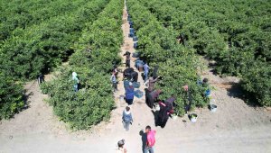 Fiyatı bahçede 4 lira, 1 milyon 350 bin ton rekolte bekleniyor