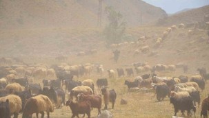 Göçerler son demlerini yaşıyor
