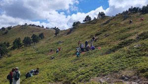 Hem yürüyüş yaptılar, hem likarpa topladılar