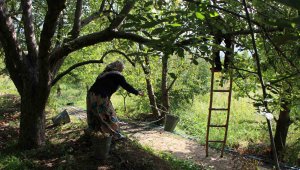 iki yıl arayla ürün veriyor, şehrin 2 bin yıllık sembolünde hasat başladı