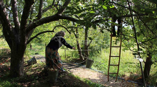 iki yıl arayla ürün veriyor, şehrin 2 bin yıllık sembolünde hasat başladı