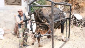 İneklere manikür - pedikür yapıyor