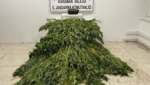 Jandarmadan kenevir ve esrar operasyonu