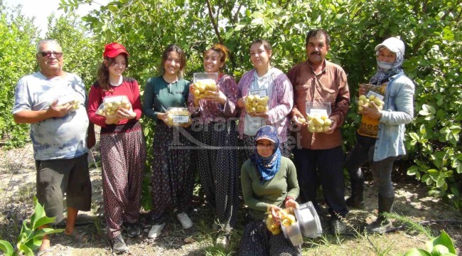 Meyvelerin kralının hasadına başlandı, kilosu 15 liradan alıcı buluyor