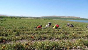 Suların çekildiği baraj sahasına ekim yaptı, 400 ton rekolte bekliyor