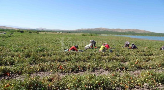 Suların çekildiği baraj sahasına ekim yaptı, 400 ton rekolte bekliyor