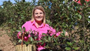 Süper meyve, iki yıl önce diktikleri fidanlardan hasat yaptılar