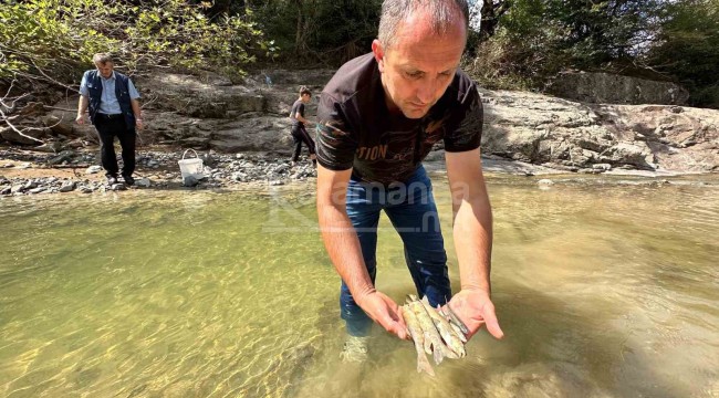 Suya çimento karışınca binlerce balık telef oldu