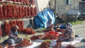 155 yıldır aynı tohumdan üretiyorlar, köyde 150 ton hasat yapılıyor