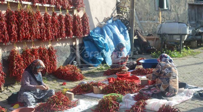 155 yıldır aynı tohumdan üretiyorlar, köyde 150 ton hasat yapılıyor