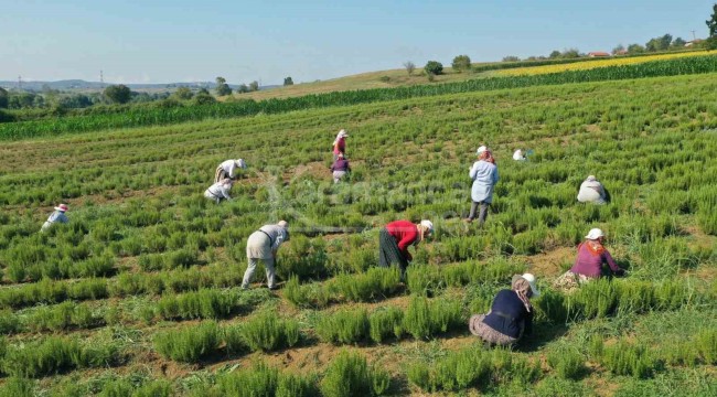 3 yıl önce hayata geçirilen projede ikinci hasat başladı