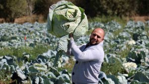 Ata tohumundan üretildi, dev ürünler 40 kiloya kadar ulaşıyor