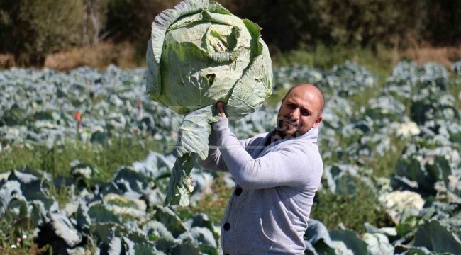 Ata tohumundan üretildi, dev ürünler 40 kiloya kadar ulaşıyor