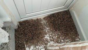 Bir yıllık ömründe 300 kat çoğalıyor, kentte toplu şekilde evlere giriyor