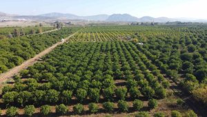 Bu ilçeden Avrupa ülkelerine binlerce tonluk ihracat yapılıyor