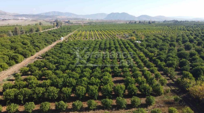 Bu ilçeden Avrupa ülkelerine binlerce tonluk ihracat yapılıyor