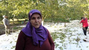 Bu sene verim yarı yarıya düşük, geleneksel şekliyle hasat başladı