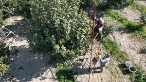 Bu yıl 20 bin ton hasat bekleniyor, yaş halde kilosu 15 lira