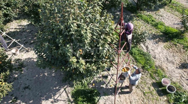 Bu yıl 20 bin ton hasat bekleniyor, yaş halde kilosu 15 lira