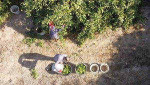 Bu yıl verim yüksek ancak, kilogramı 3 liradan alıcı buluyor