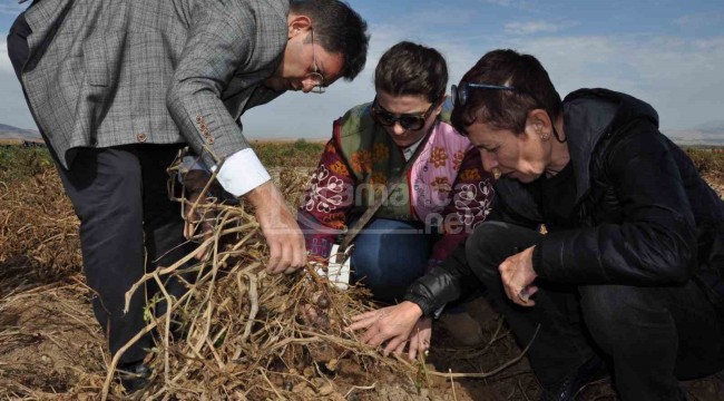 Cambridge'yi bitirdikten sonra kariyerini bırakıp bunu ekmeye başladı