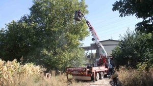 Can güvenlikleri için ağaçlardaki ürünleri vinçle topluyorlar