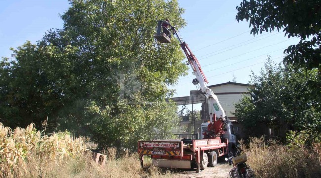 Can güvenlikleri için ağaçlardaki ürünleri vinçle topluyorlar