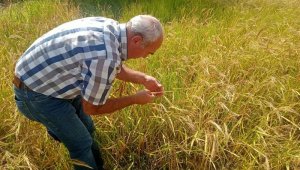 Çömlek patlatan ürünün hasat dönemi geldi