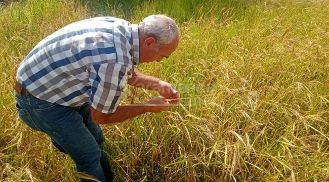 Çömlek patlatan ürünün hasat dönemi geldi