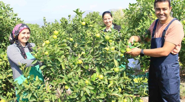 Diğer cinslerin kilosu 3 lira, bu limon 40 liradan satılıyor