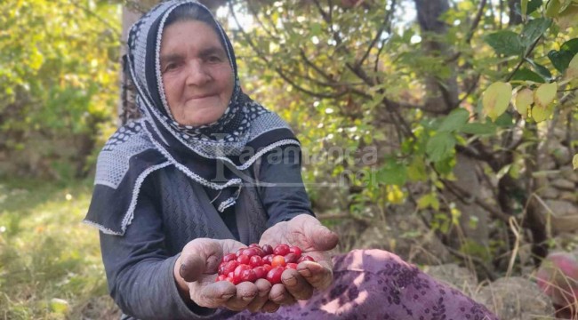 Doğada kendiliğinden yetişiyor, soğuk kış günlerinde tüketilecek