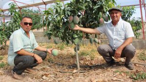 Domatesleri söküp bunu dikti, kilosunu 200 liradan satıyor