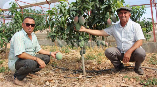 Domatesleri söküp bunu dikti, kilosunu 200 liradan satıyor