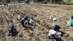 Fazla güneş aldığı için ayrı bir lezzeti var, kilosu 13 liradan satılıyor