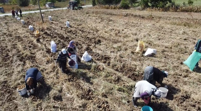 Fazla güneş aldığı için ayrı bir lezzeti var, kilosu 13 liradan satılıyor