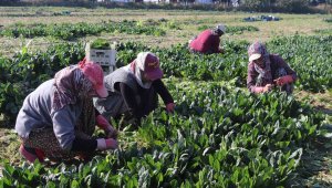 Fiyatı tarlada 5, pazarlarda ise 20 lirayı buluyor