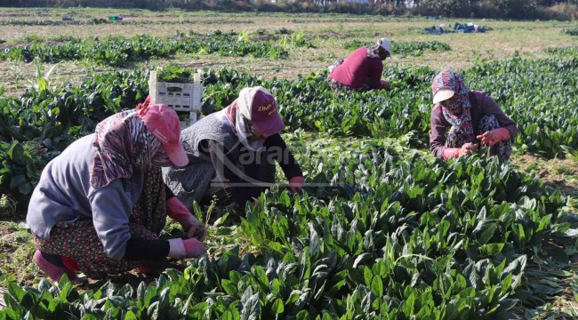 Fiyatı tarlada 5, pazarlarda ise 20 lirayı buluyor