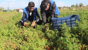 Gençler yetiştirdikleri ürünleri işleyerek ihtiyaç sahiplerine ulaştırdı